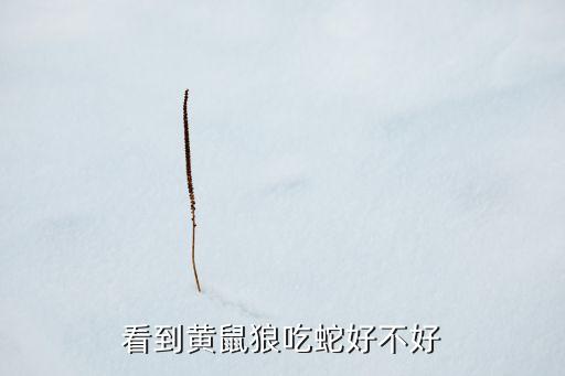看到黄鼠狼吃蛇好不好