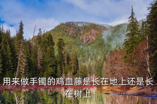 用来做手镯的鸡血藤是长在地上还是长在树上