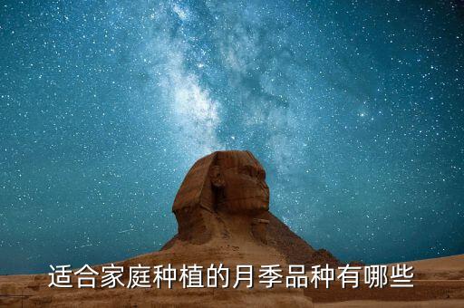 适合家庭种植的月季品种有哪些