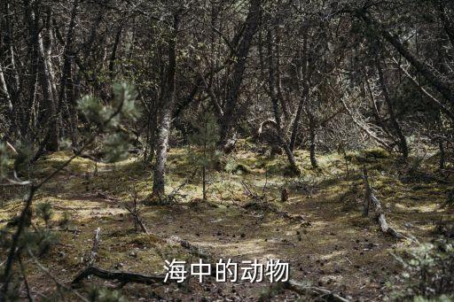 海洋里的动物，海中的动物