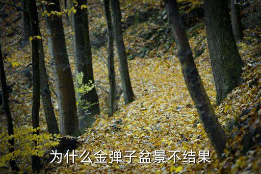 为什么金弹子盆景不结果