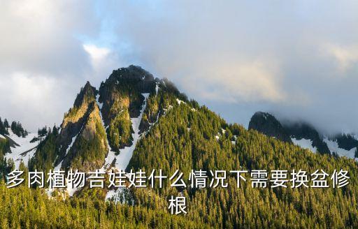多肉植物吉娃娃什么情况下需要换盆修根