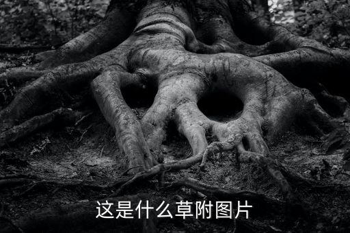 紫茎泽兰图片，福清生物入侵者有哪些