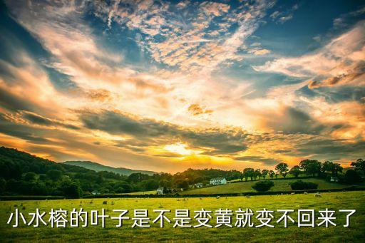 小水榕的叶子是不是变黄就变不回来了