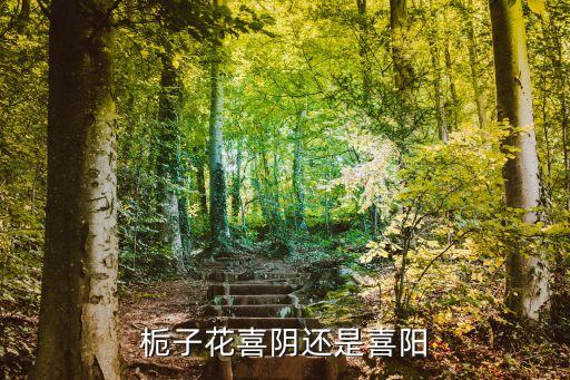 栀子花喜阴还是喜阳