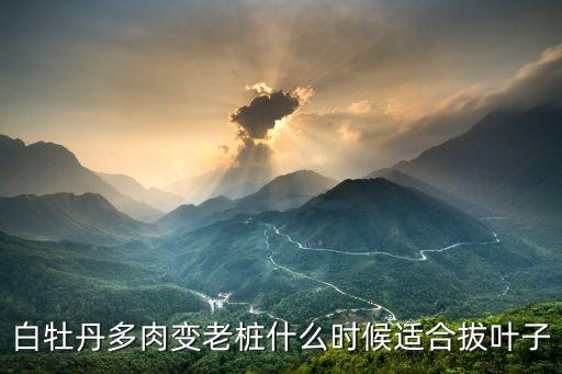 白牡丹，白牡丹花有什么喻意