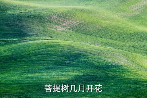 菩提树开花，菩提树几月开花
