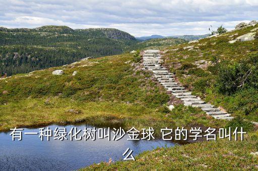 有一种绿化树叫沙金球 它的学名叫什么