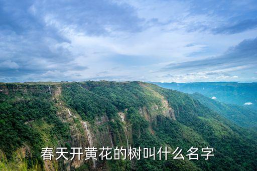 春天开黄花的树叫什么名字