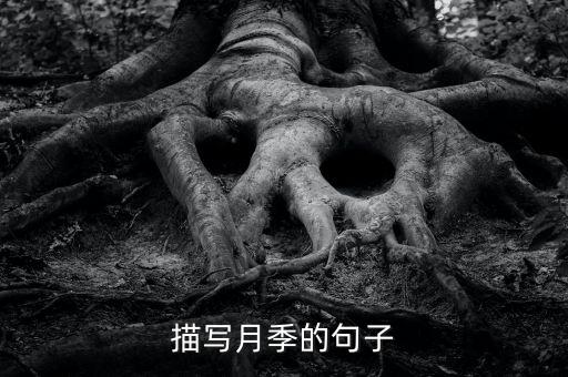 描写月季的句子