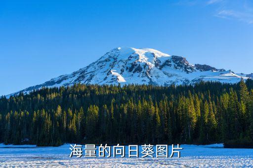 向日葵的图片大全，梵高的向日葵高清大图要无水印的