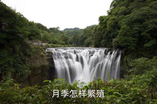 怎样扦插月季，月季怎样繁殖
