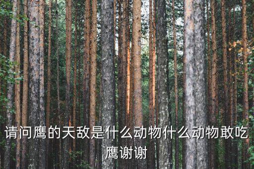 请问鹰的天敌是什么动物什么动物敢吃鹰谢谢