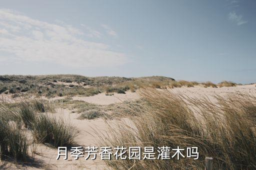 月季芳香花园是灌木吗
