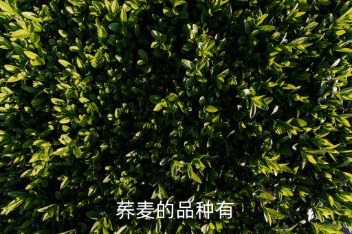 荞麦是什么，荞麦的品种有