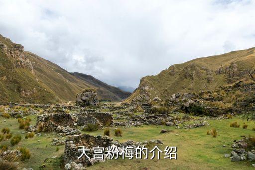 大宫粉梅的介绍