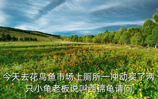 西锦龟怎么养，西锦龟要怎么才能养出好看的颜色呢请各位龟友教教