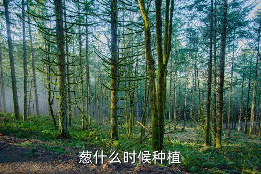 葱什么时候种植