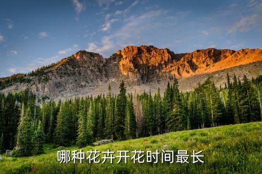 哪种花卉开花时间最长