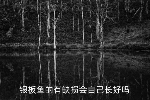 银板鱼，大银板鱼的简介