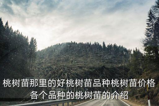 桃树苗那里的好桃树苗品种桃树苗价格各个品种的桃树苗的介绍