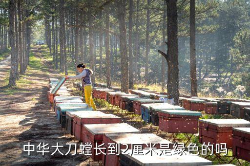 中华大刀螳长到2厘米是绿色的吗