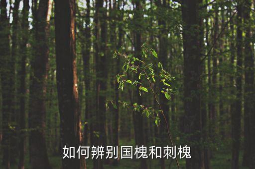 如何辨别国槐和刺槐