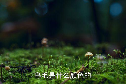 鸟毛，鸟毛用什么用