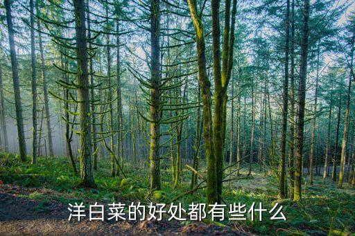 圆白菜的功效，圆白菜的功效与作用有哪些 圆白菜的七大营养价值大曝光