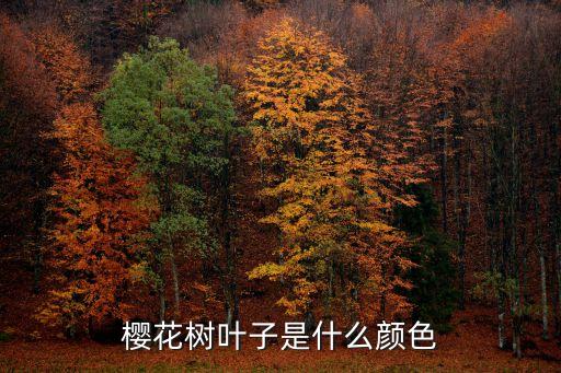 樱花树叶，樱花有叶子吗