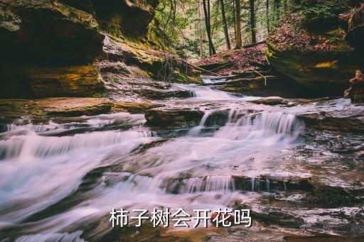 柿子树会开花吗