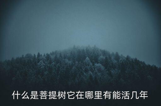 什么是菩提树它在哪里有能活几年
