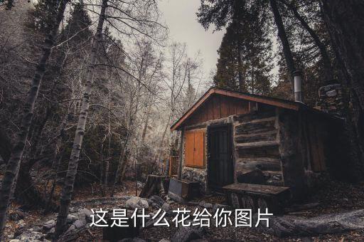 乒乓菊图片，这是什么花给你图片