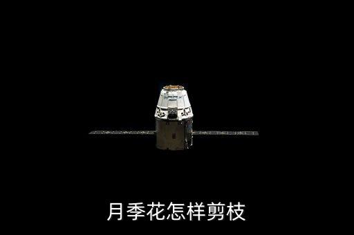 月季花怎样剪枝