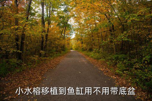 小水榕移植到鱼缸用不用带底盆