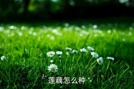 莲藕怎么种