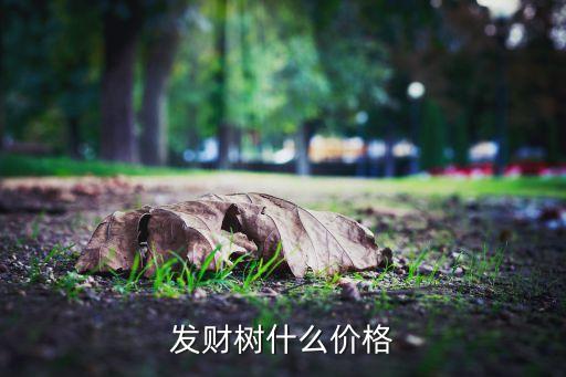 发财树什么价格