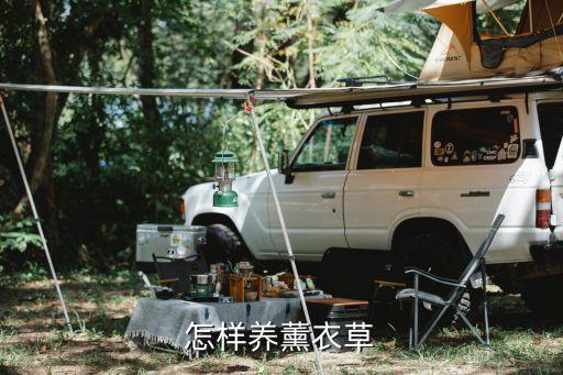 薰衣草怎么养，薰衣草的养殖方法