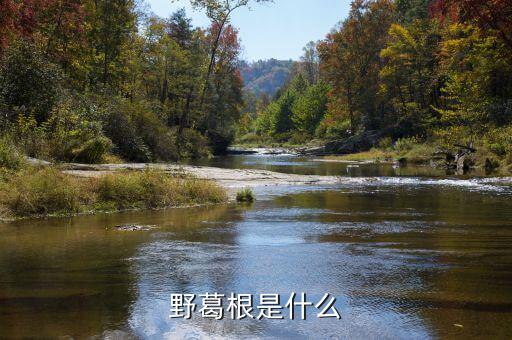 野葛根是什么
