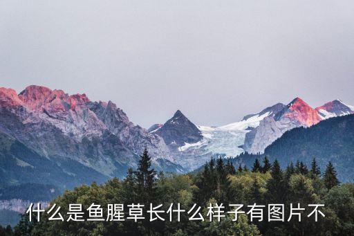 什么是鱼腥草长什么样子有图片不