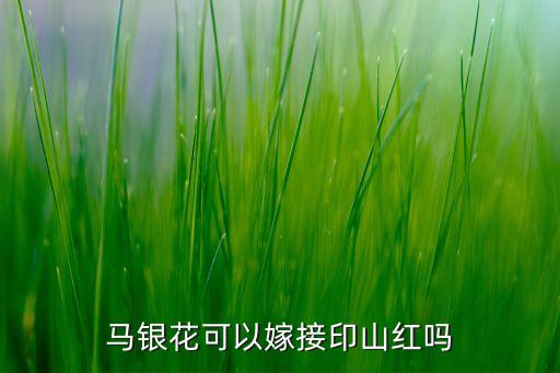 马银花，马银花是杜鹃的一种吗