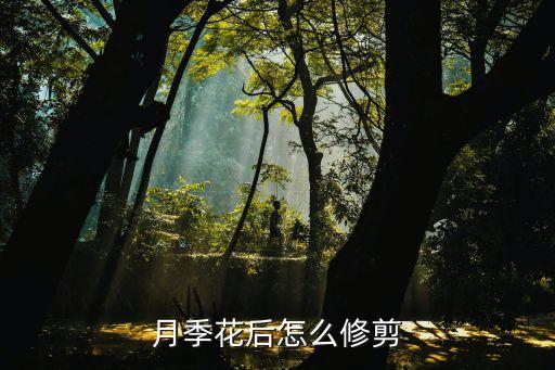 月季花后怎么修剪
