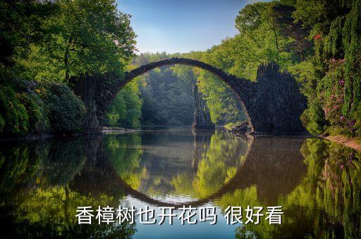 香樟树也开花吗 很好看