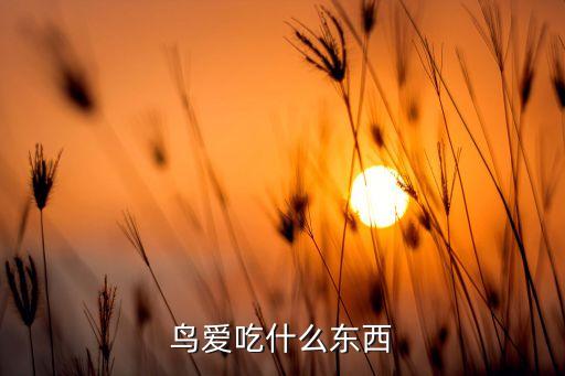 鸟爱吃什么东西