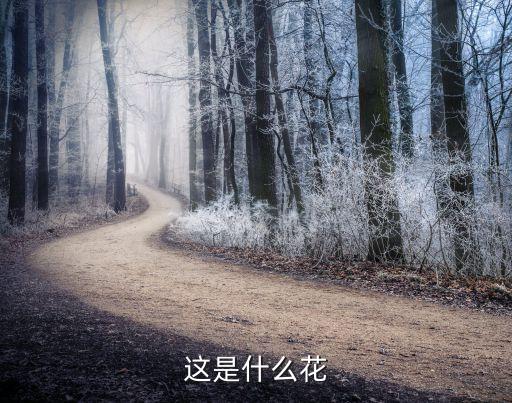 这是什么花