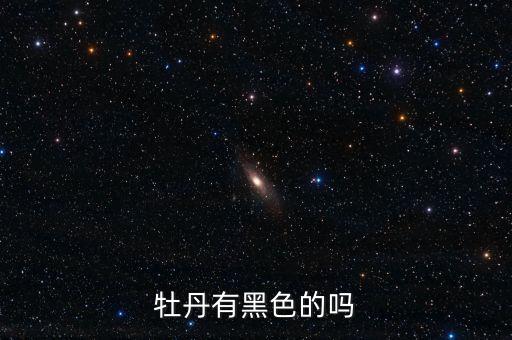 黑牡丹，黑牡丹代表什么花语