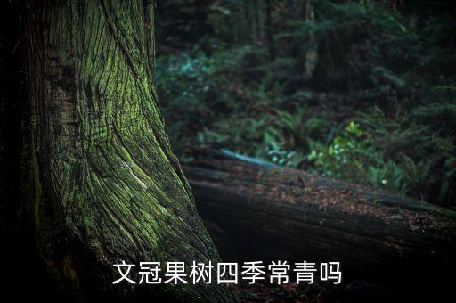 文冠果树四季常青吗
