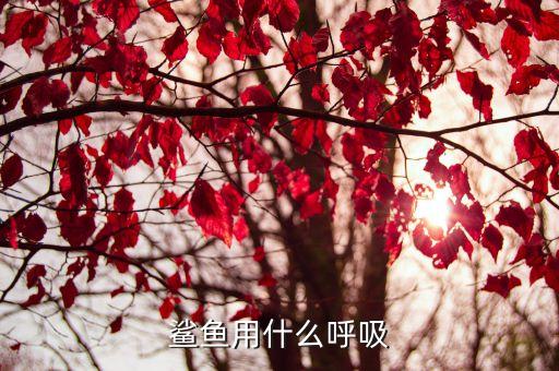 鲨鱼用什么呼吸，鲨鱼用什么呼吸