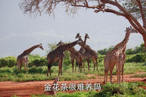 金花茶很难养吗
