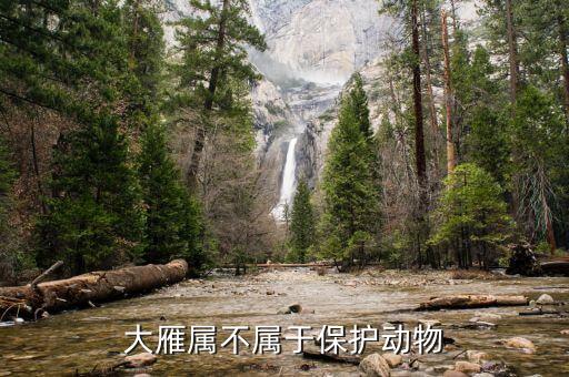 大雁属不属于保护动物